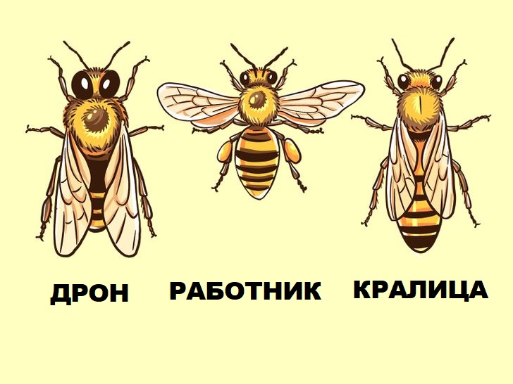 Презентация на тему журнал 18 века трудолюбивую пчелу