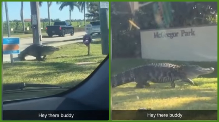 Во меѓувреме во Флорида еден малку поинаков пешак помина на пешачки